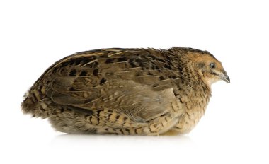 Japon bıldırcın - coturnix japonica