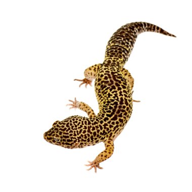 leopar gecko - eublepharis macularius