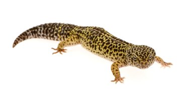 leopar gecko - eublepharis macularius