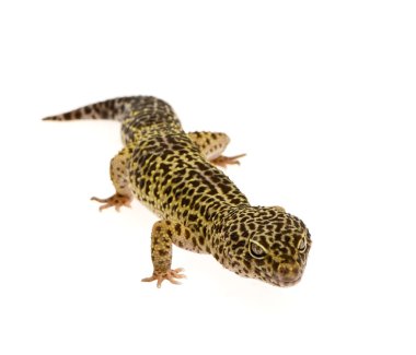 leopar gecko - eublepharis macularius