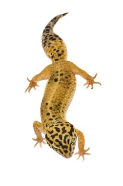 leopar gecko - eublepharis macularius