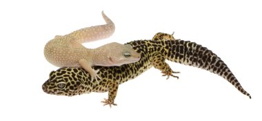 leopar gecko - eublepharis macularius