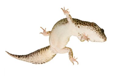 leopar gecko - eublepharis macularius