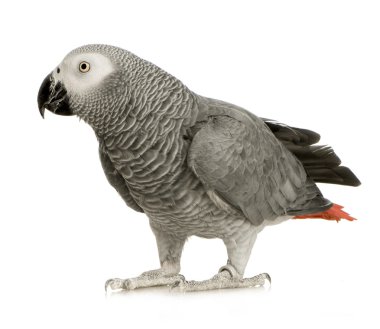 African Grey Parrot - Psittacus erithacus clipart