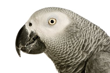 African Grey Parrot - Psittacus erithacus clipart