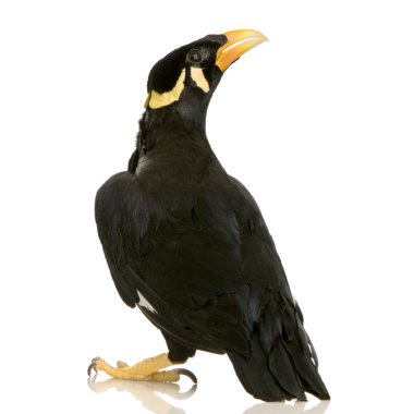 ortak myna - acridotheres tristis