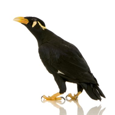ortak myna - acridotheres tristis