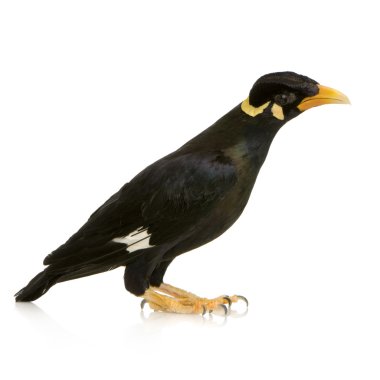 ortak myna - acridotheres tristis