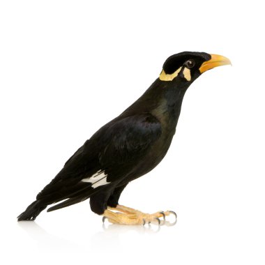 ortak myna - acridotheres tristis