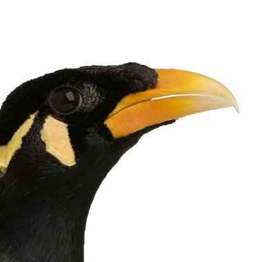 ortak myna - acridotheres tristis