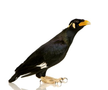 ortak myna - acridotheres tristis