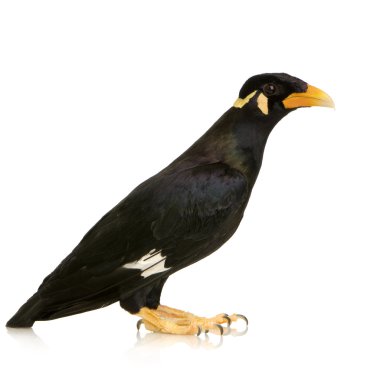 ortak myna - acridotheres tristis