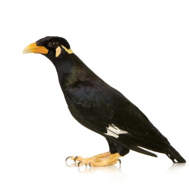 ortak myna - acridotheres tristis