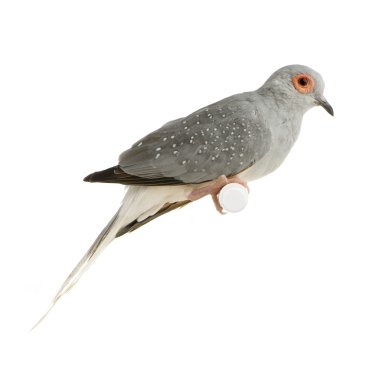 Diamond Dove - Geopelia cuneata clipart