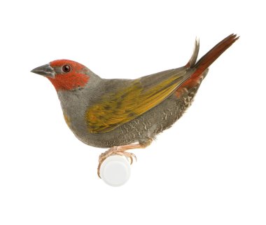 Red-headed Finch - Amadina erythrocephala clipart