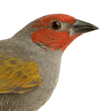 Kızıl saçlı finch - amadina erythrocephala