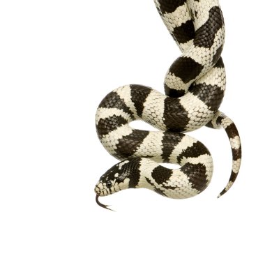 California Kingsnake - Lampropeltis getulus californiae