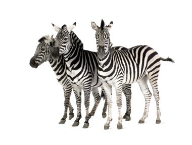 Zebra