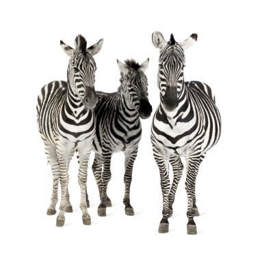 Zebra