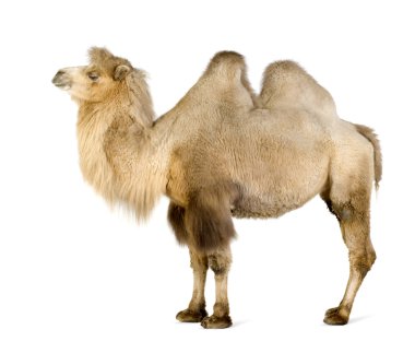 dromedary