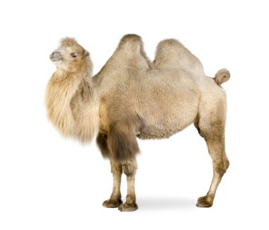 dromedary