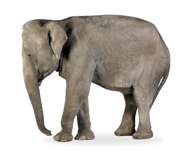 Asian Elephant - Elephas maximus (40 years) clipart