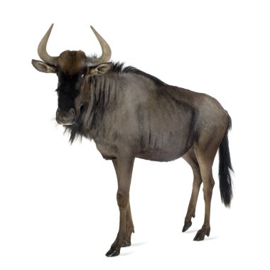 Mavi wildebeest - connochaetes taurinus