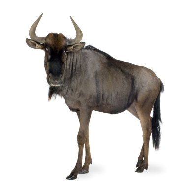 Mavi wildebeest - connochaetes taurinus