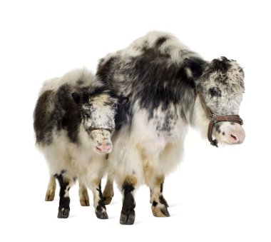 Yak and her calf clipart