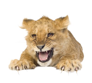 Lion Cub (5 months) clipart