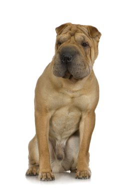 Sharpei.