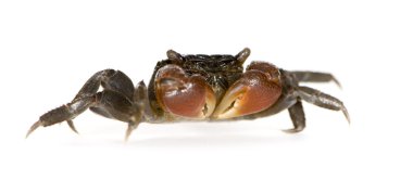 Red-clawed crab - Perisesarma bidens clipart