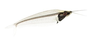 Glass catfish - krypthopterus biccirhis clipart