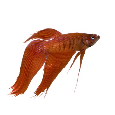 Male Siamese fighting fish clipart