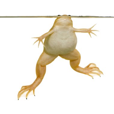 Frog - Xenopus laevis clipart