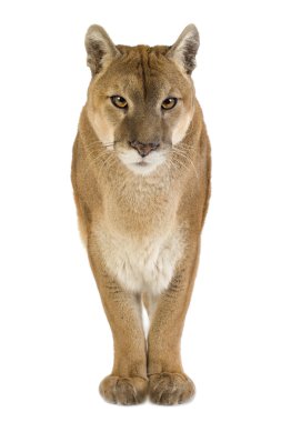 Puma (17 yıl) - Puma concolor