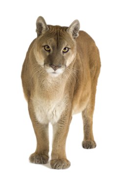 Puma (17 yıl) - Puma concolor