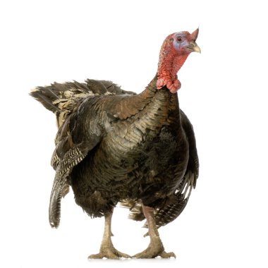 Turkey clipart