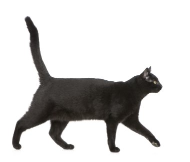 Black cat clipart