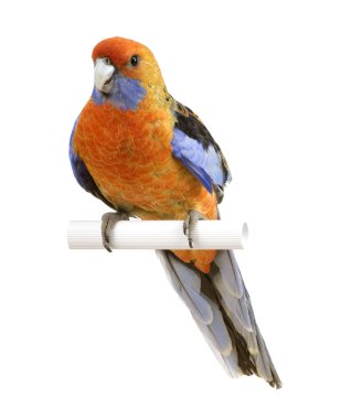 Crimson Rosella - Platycercus elegans clipart