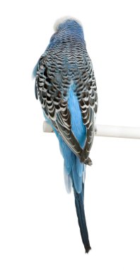 Mavi muhabbet kuşu kuş, melopsittacus undulatus, agai arka görünüm