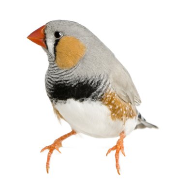 Zebra Finch, Taeniopygia guttata, perched in front of white back clipart