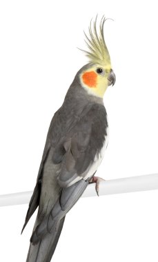 Cockatiel - Nymphicus hollandicus clipart