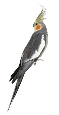 cockatiel, nymphicus hollandicus, beyaz arka tünemiş