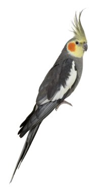 Cockatiel, Nymphicus hollandicus, perched in front of white back clipart