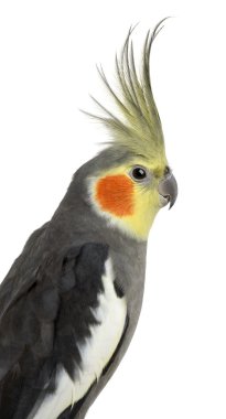 Cockatiel, Nymphicus hollandicus, in front of white background clipart