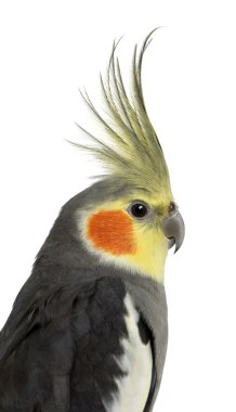 Cockatiel, Nymphicus hollandicus, beyaz arka planın önünde.