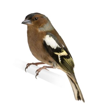 Chaffinch - Fringilla coelebs on its perch clipart