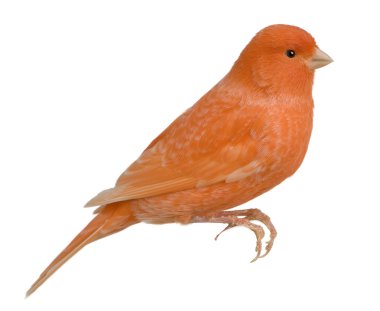 Red canary, Serinus canaria, perched in front of white backgroun
