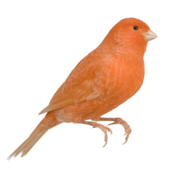 Red canary, Serinus canaria, perched in front of white backgroun clipart